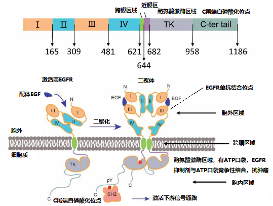 價(jià)值140億元的化合物專利規(guī)避，阿斯利康哭了（研發(fā)和IP必讀，專利規(guī)避這一篇就夠了）