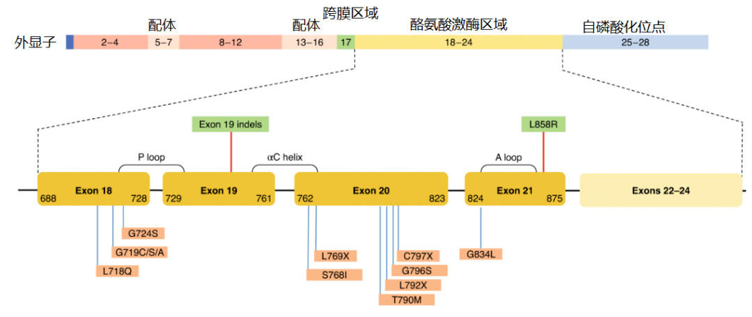 價(jià)值140億元的化合物專利規(guī)避，阿斯利康哭了（研發(fā)和IP必讀，專利規(guī)避這一篇就夠了）