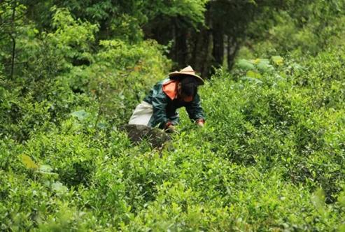 從金駿眉市場亂象 看紅茶行業(yè)知識產(chǎn)權(quán)保護的不足